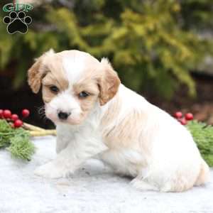 Belle, Cavachon Puppy